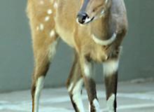 Bushbuck in Sabi Sands Game Reserve, South Africa. 